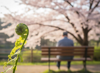 Fiddlehead fern in spring with man on bench under cherry blossom tree background. Growth and new beginning concept.