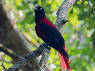 red billed hornbill © 小雨 廖