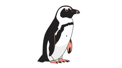 Obraz premium African Penguin Illustration on White Background