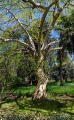 Oriental plane with young green leaves in spring. Sochi Arboretum. Sochi. Krasnodar Krai. Russia