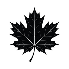Fototapeta premium A simple black and white silhouette of a maple leaf illustration