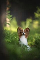 A small, beautiful Papillon breed dog sits peacefully amidst lush green grass in a forest setting. The dog is enjoying a relaxing summer day, surrounded by trees and nature
