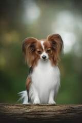 A tri-colored Papillon sits on a weathered log outside during the day. The small dog looks directly at the camera with a soft, green, out-of-focus background behind it