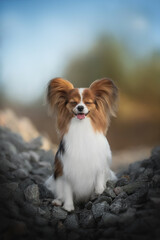 A small, happy Papillon dog with fluffy fur sits on a pile of gray rocks outside during a sunny summer day. The Continental Toy Spaniel has its eyes closed and tongue sticking out
