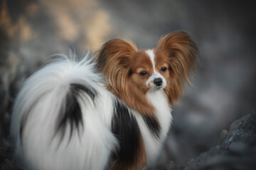 A beautiful Papillon dog stands outside. Its fur is white, brown, and black. The dog looks forward with its butterfly ears. It is a beautiful summer day