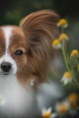 A beautiful Papillon dog, with its distinctive butterfly-like ears, is partially hidden among white and yellow flowers in a grassy field. The weather is sunny and warm