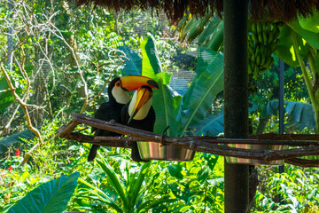 two yellow billed toucan © Istorozuk