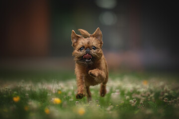 A Brussel Griffon happily runs through a green field with small white and yellow flowers. The dog's tongue is sticking out, enjoying a beautiful day in the park