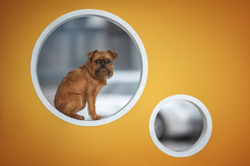 Brussel Griffon dog sits in a white, circular window frame on an orange wall, looking directly forward with a curious expression. Another, smaller, window sits below