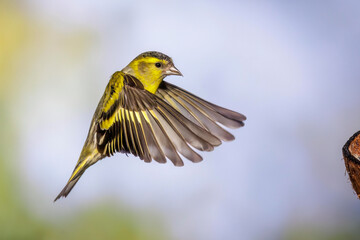 Zeisig (Carduelis spinus) Männchen