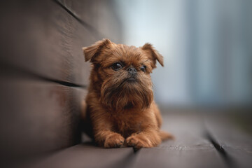 A brussel griffon dog with a distinctive beard and wirehair is resting comfortably on a bench with a neutral background. The dog gazes directly forward with a serious but sweet expression