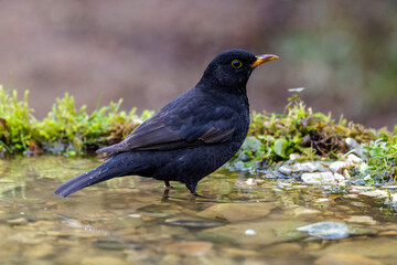 Amsel (Turdus merula) Männchen