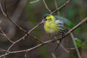 Zeisig (Carduelis spinus) M&auml;nnchen