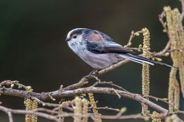 Schwanzmeise (Aegithalos caudatus) © Rolf Müller