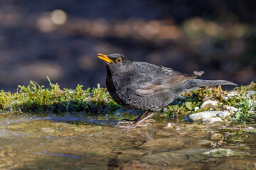 Amsel (Turdus merula) M&auml;nnchen