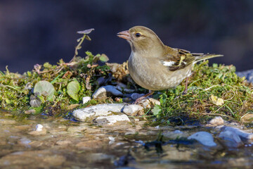 Buchfink (Fringilla coelebs) Weibchen