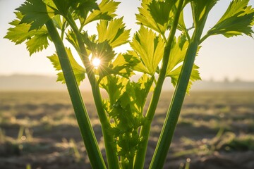 A serene sunrise shines through vibrant celery stalks in a vast agricultural field with lush green plants.