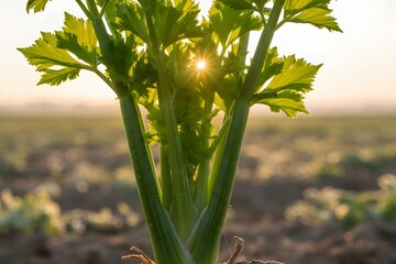A stalk of celery grows in a field at sunrise with the sun shining through its leaves.