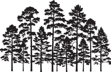Silhouette of Tall Pine Trees Forest in Black and White