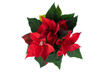 The poinsettia flower (Euphorbia pulcherrima)