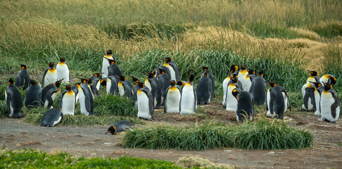 Colony of King penguins of ocean coastline in Chile