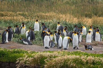 Colony of King penguins of ocean coastline in Chile