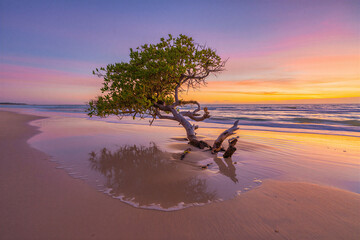 Serene beach scene with a single tree on wet sand at colorful sunset with calm ocean waves and clear sky