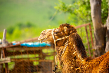 Camel in the fields of Uzbekistan. Camels harnessed to reins. Close-up of the camel's head and mouth.