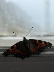 Obraz premium A colourful butterfly, Small Tortoiseshell (Aglais urticae), rests on a windowsill, wings spread wide with orange, black, and blue patterns, soft light filtering through glass.