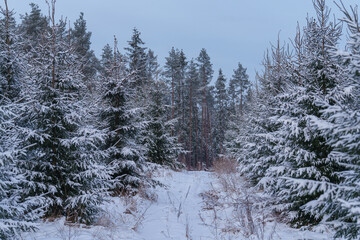 winter forest in the snow © talavietis