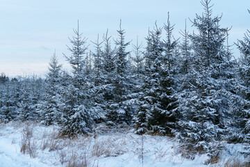 snow covered fir trees © talavietis