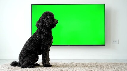 A black poodle watches a blank green screen television in a bright, minimalist room