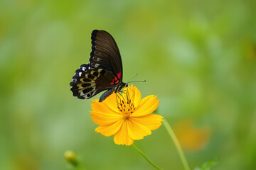 Obraz premium A Striking Black Swallowtail Butterfly Gracefully Alights on a Sunny Yellow Cosmos Flower, Creating a Vivid Contrast in a Lush Green Garden Landscape