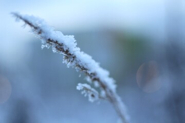 Twig plant with snow close up photo evening winter time 