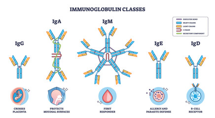 Immunoglobulin classes overview showing antibody isotypes, IgG, IgA, IgM dominate, with labeled structures and functions for immunity and B-cell roles. Outline diagram