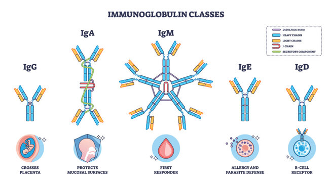 Immunoglobulin classes overview showing antibody isotypes, IgG, IgA, IgM dominate, with labeled structures and functions for immunity and B-cell roles. Outline diagram