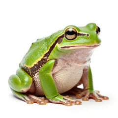 Obraz premium Green Tree Frog Isolated on White Background