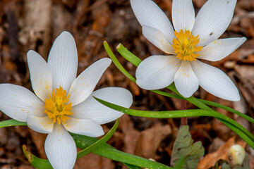 Beautiful Spring Time Blooms of a Bloodroot Flower in a Driftless Area Woodland of Southwest Wisconsin