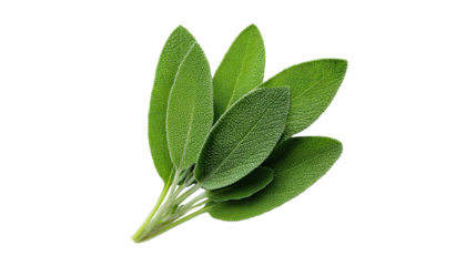 Fresh sage leaves with a slightly fuzzy texture and vibrant green color on a black background