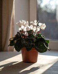 シクラメンの鉢