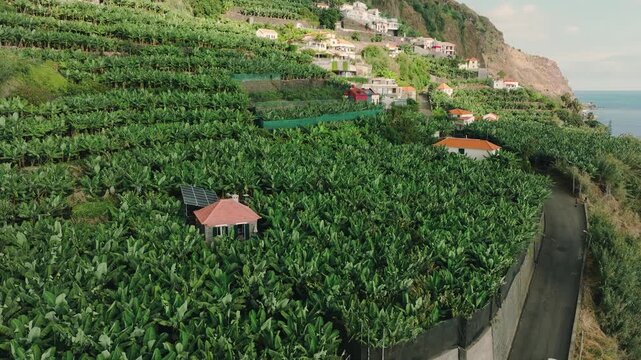 Smooth aerial drone shot of banana plantations stretching along southern coastline of Madeira Island, filmed near Cascata dos Anjos. Scene shows lush green banana fields set against volcanic  terrain