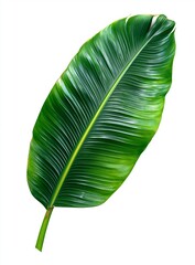 Vibrant green Bird of Paradise leaf with yellow central vein on white background Strelitzia leaf green leaf
