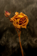Une rose dans la fum&eacute;e 