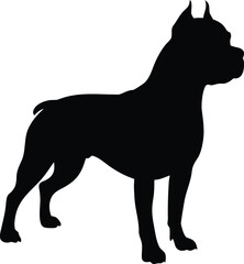 Powerful American Staffordshire Terrier dog silhouette with cropped ears standing profile