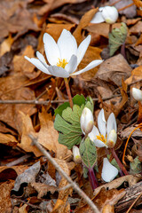 Beautiful Spring Time Blooms of a Bloodroot Flower in a Driftless Area Woodland of Southwest Wisconsin