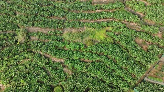 Smooth aerial drone shot of banana plantations stretching along southern coastline of Madeira Island, filmed near Cascata dos Anjos. Scene shows lush green banana fields set against volcanic  terrain