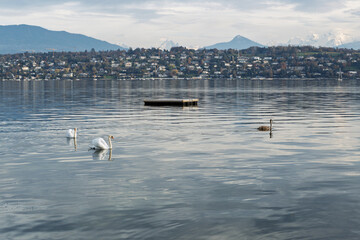 Cygnes et canards nageant dans un lac aux eaux calmes