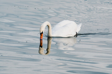 Cygnes tubercul&eacute;s plongeant la t&ecirc;te dans l'eau pour se nourrir
