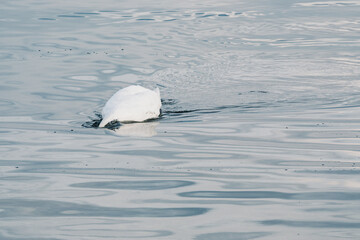 Cygnes tubercul&eacute;s plongeant la t&ecirc;te dans l'eau pour se nourrir
