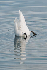 Cygnes tubercul&eacute;s plongeant la t&ecirc;te dans l'eau pour se nourrir